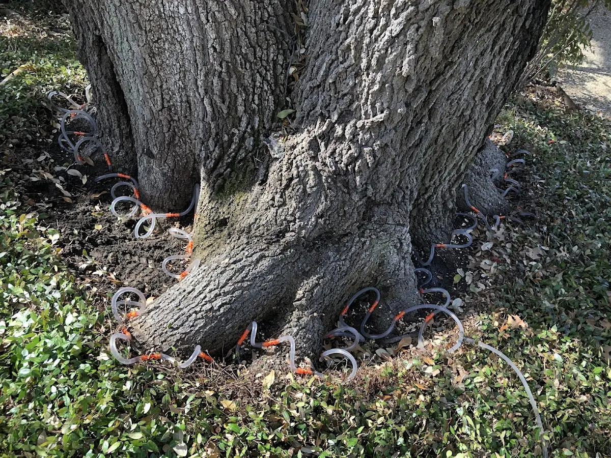 Detailed Tree Cabling and Bracing job site in Shokan
