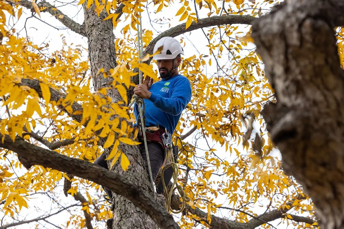 Skilled Tree Pruning crew working in Shokan