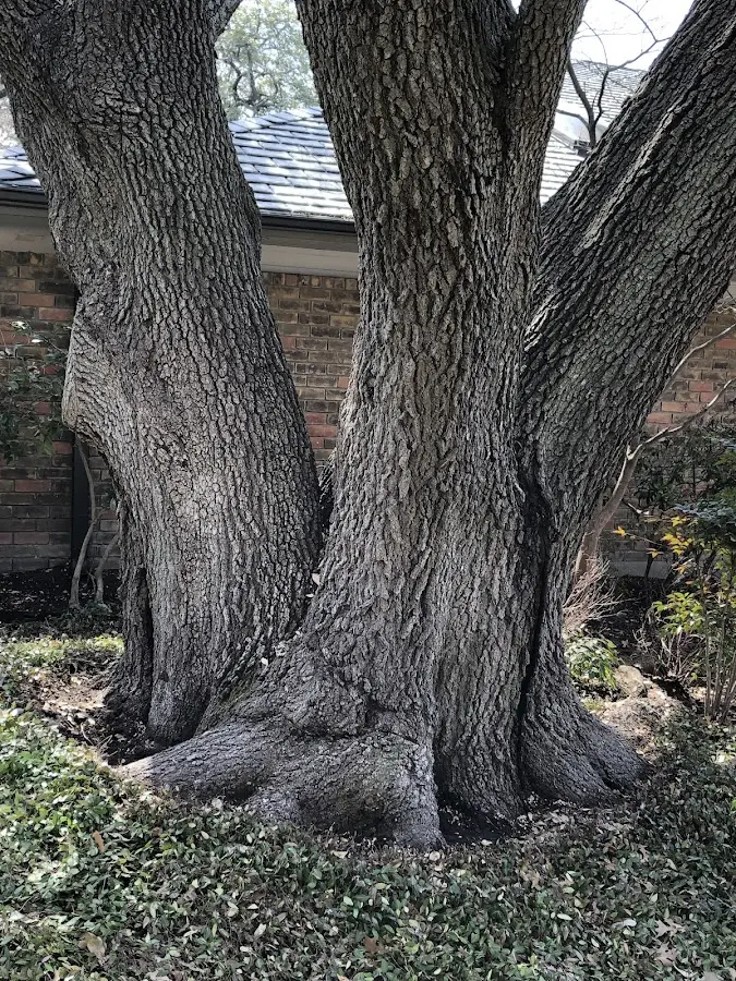 Mature heritage tree close to a Shokan property cared for by certified arborists
